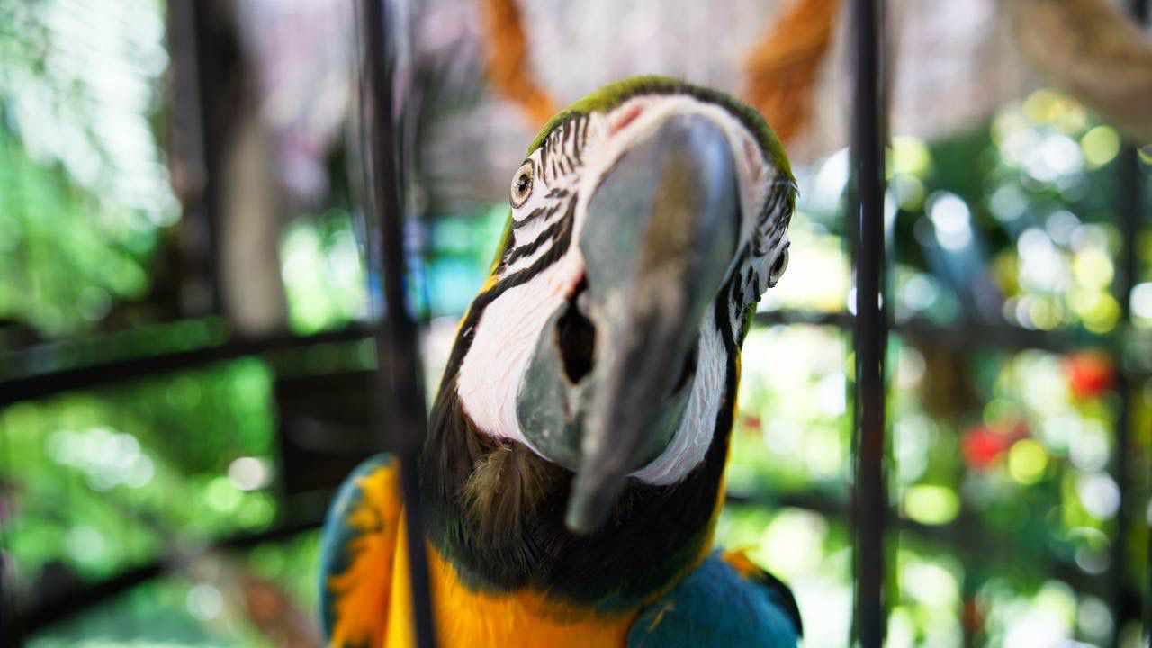 попугай ара 