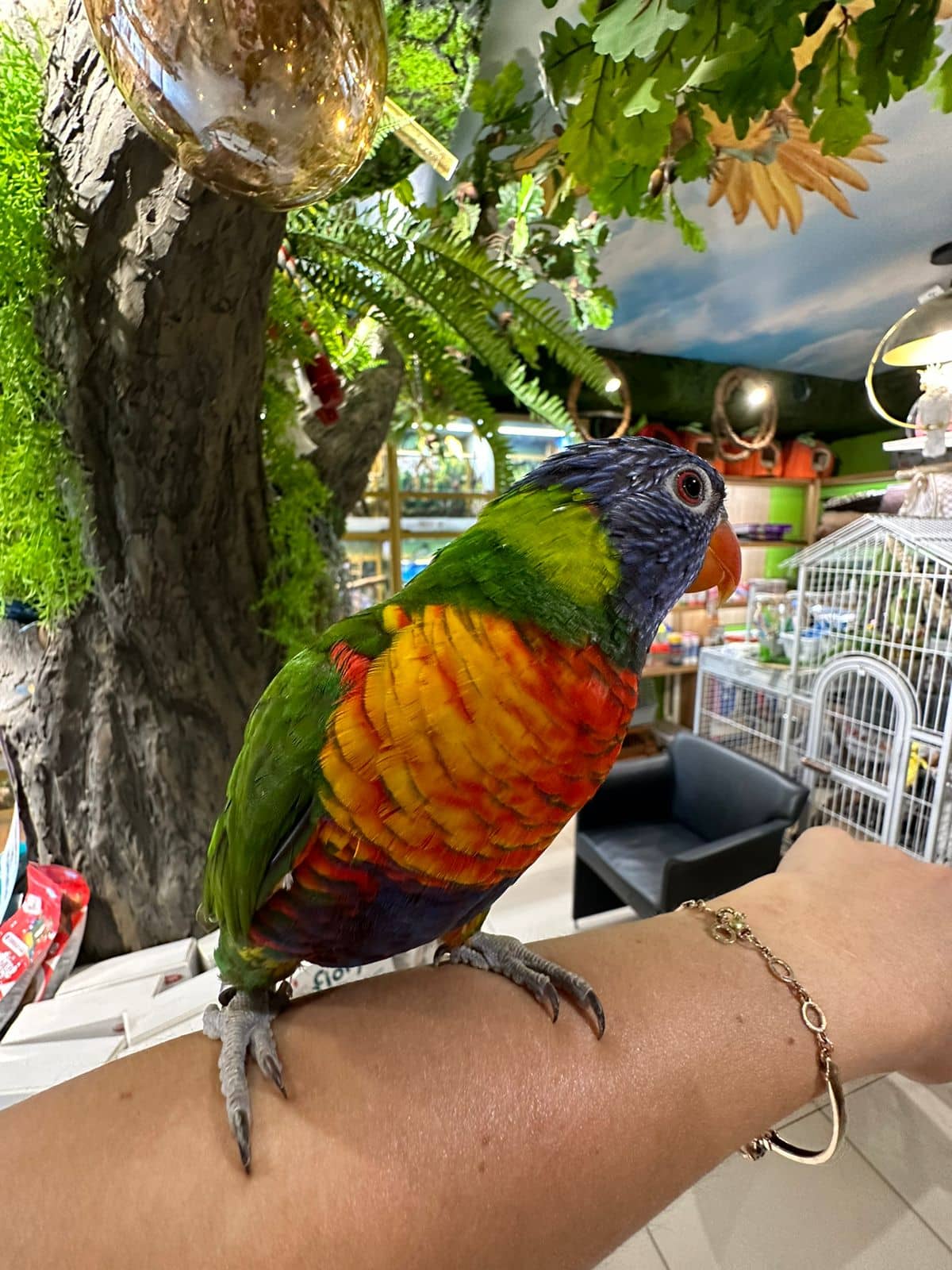 Корм для жако Pro 800 г