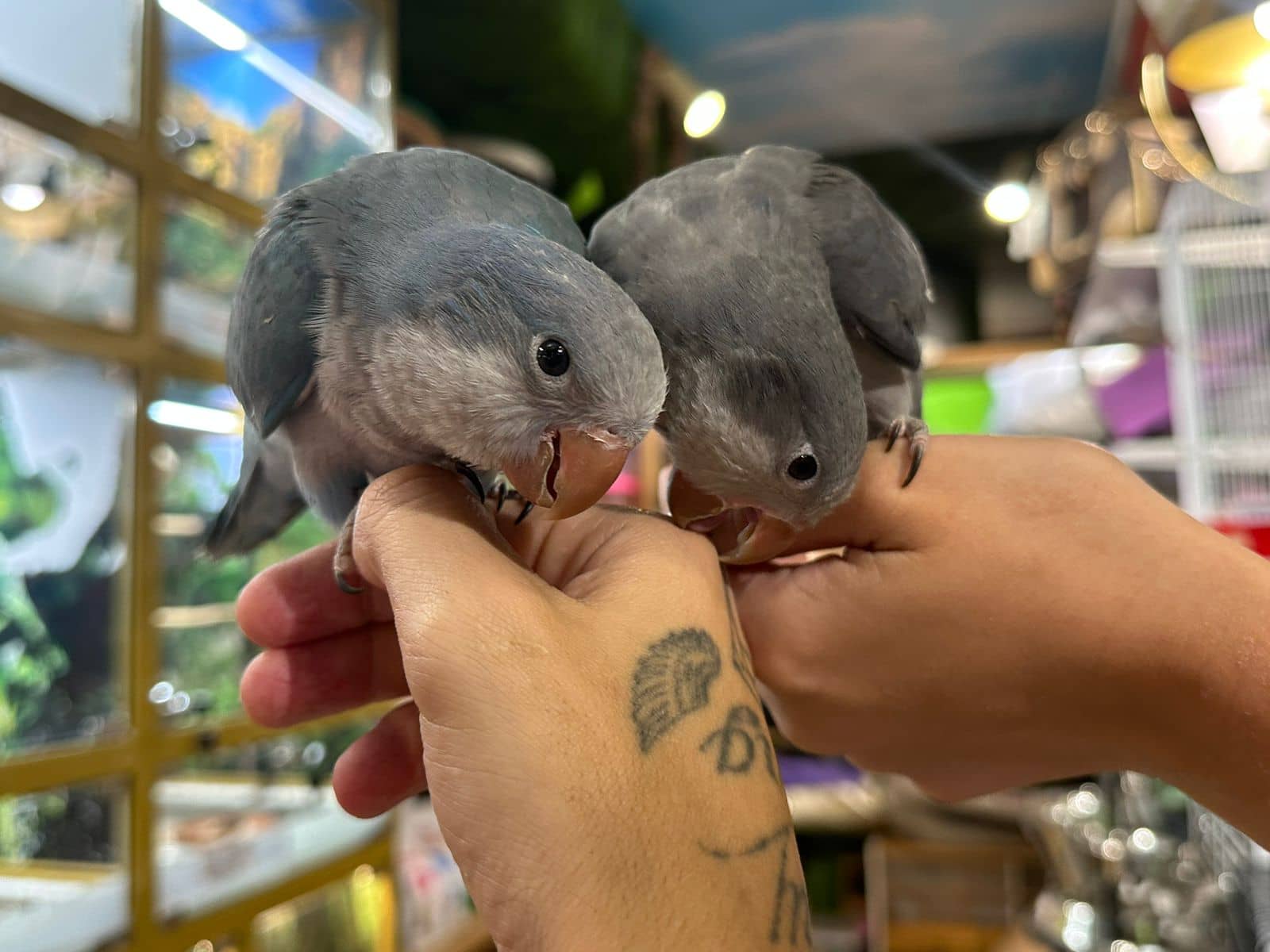 Попугай Монах — питомник Золотой Какаду