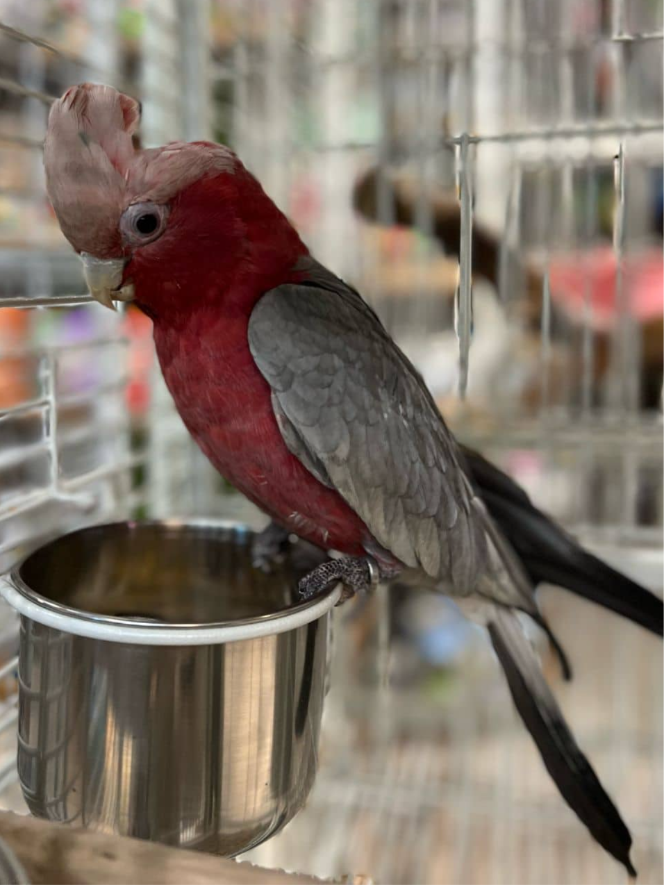 какаду галах