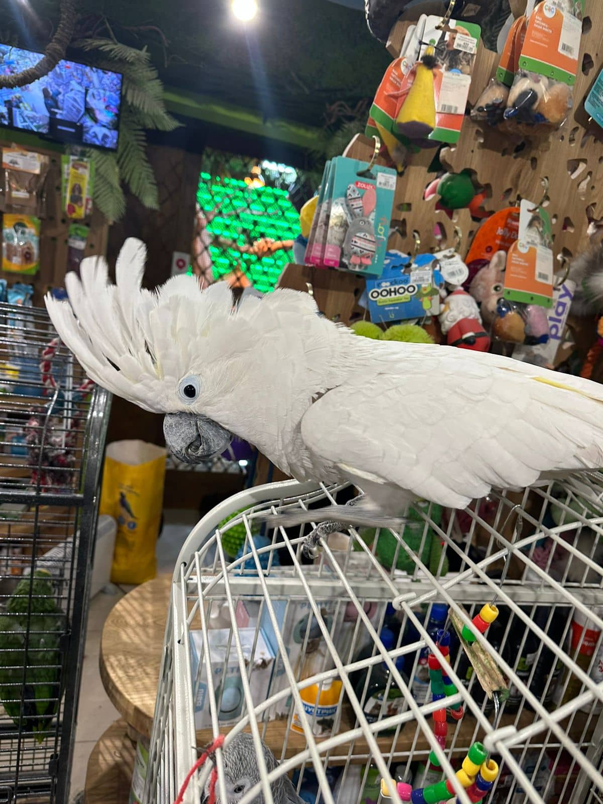 Какадуша — попугай из приюта Золотой Какаду