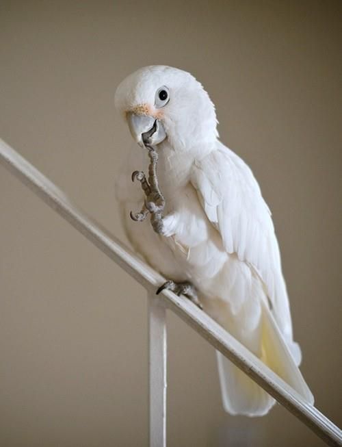 Какаду Гоффина (лат. Cacatua goffiniana)