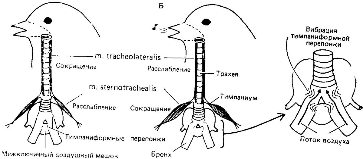 учим говорить 