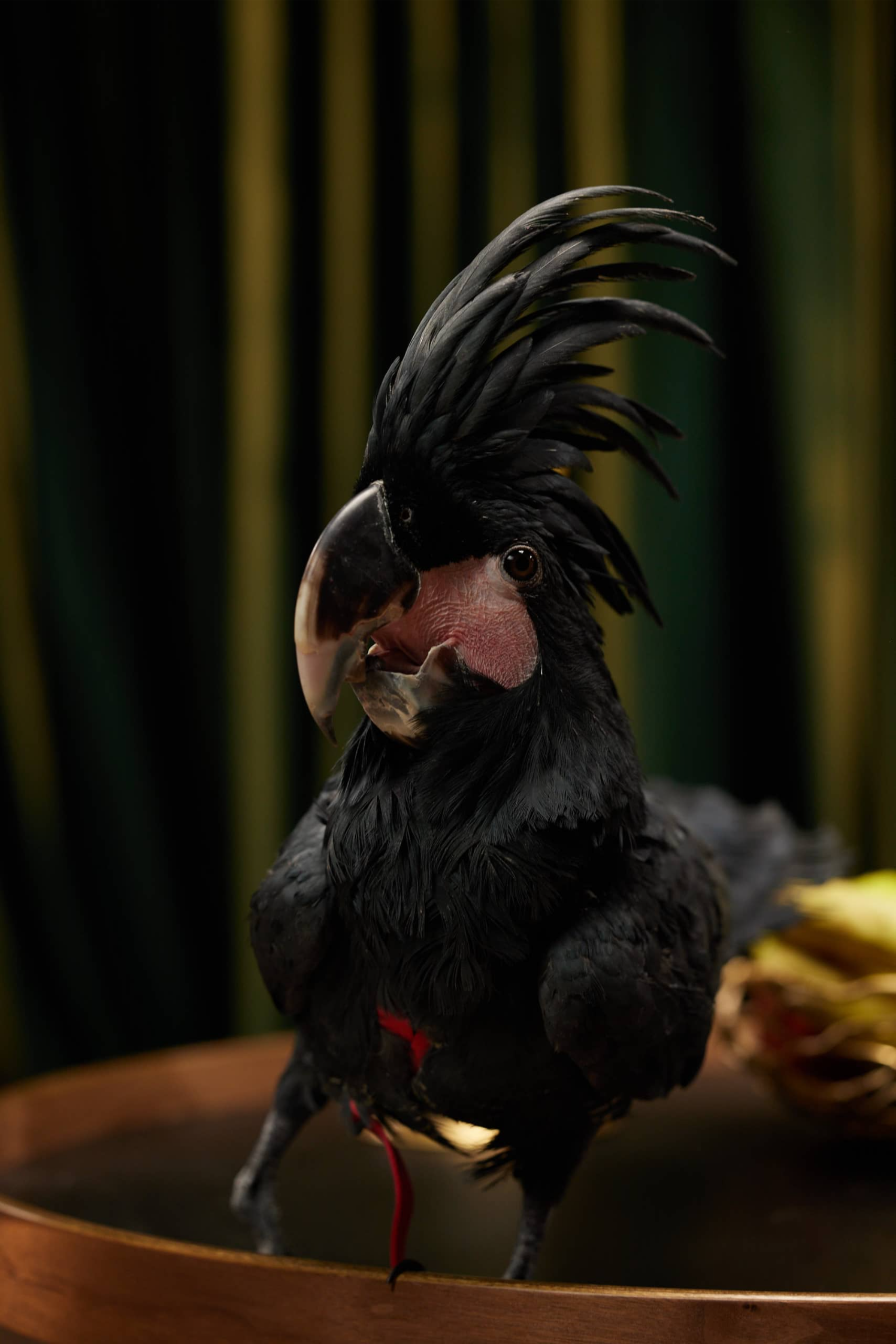 какаду галах