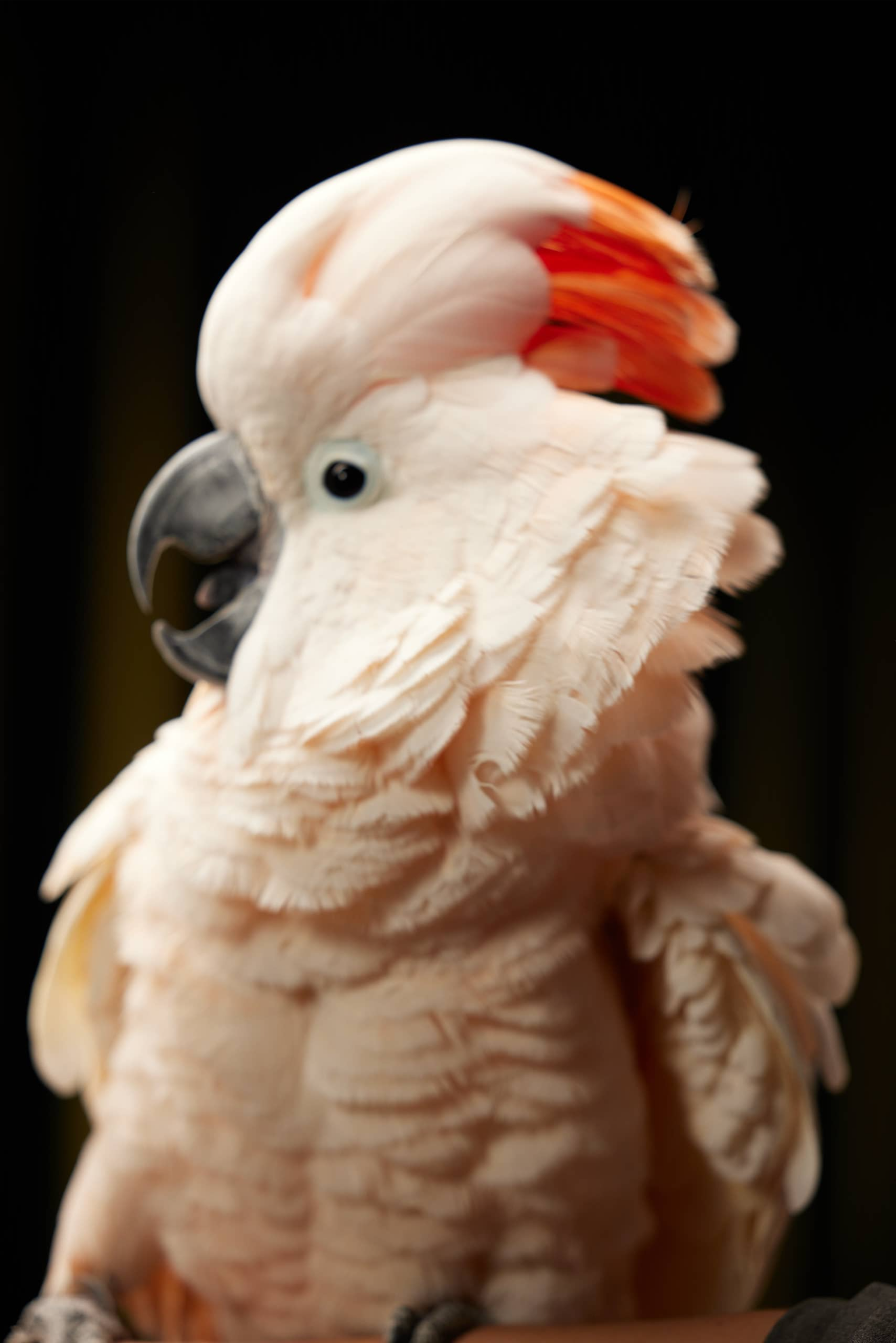 какаду малуккский