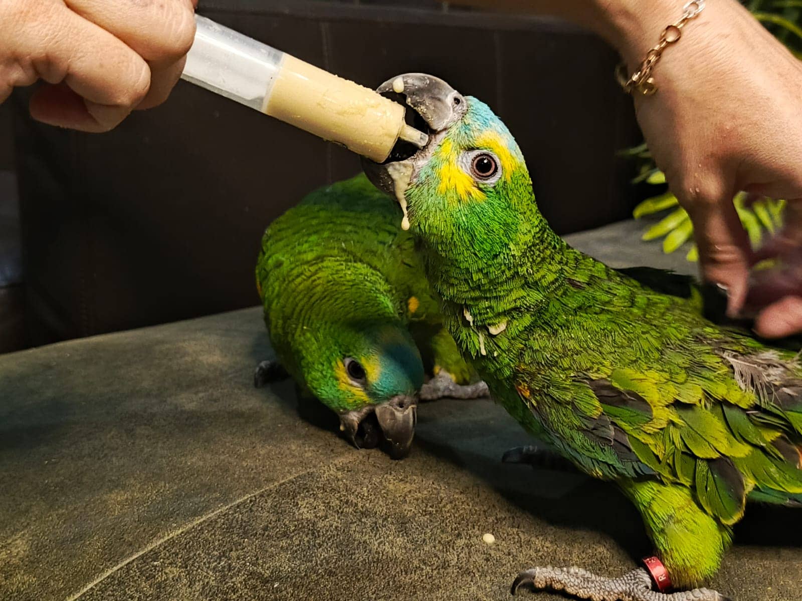 Попугай из питомника Золотой Какаду — Краснодарский край