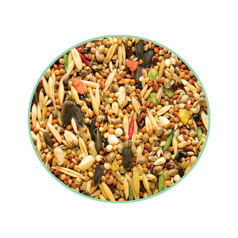 дрессируем попугая