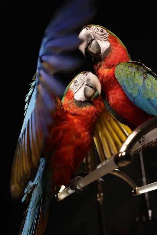 Помощник в покупке попугая