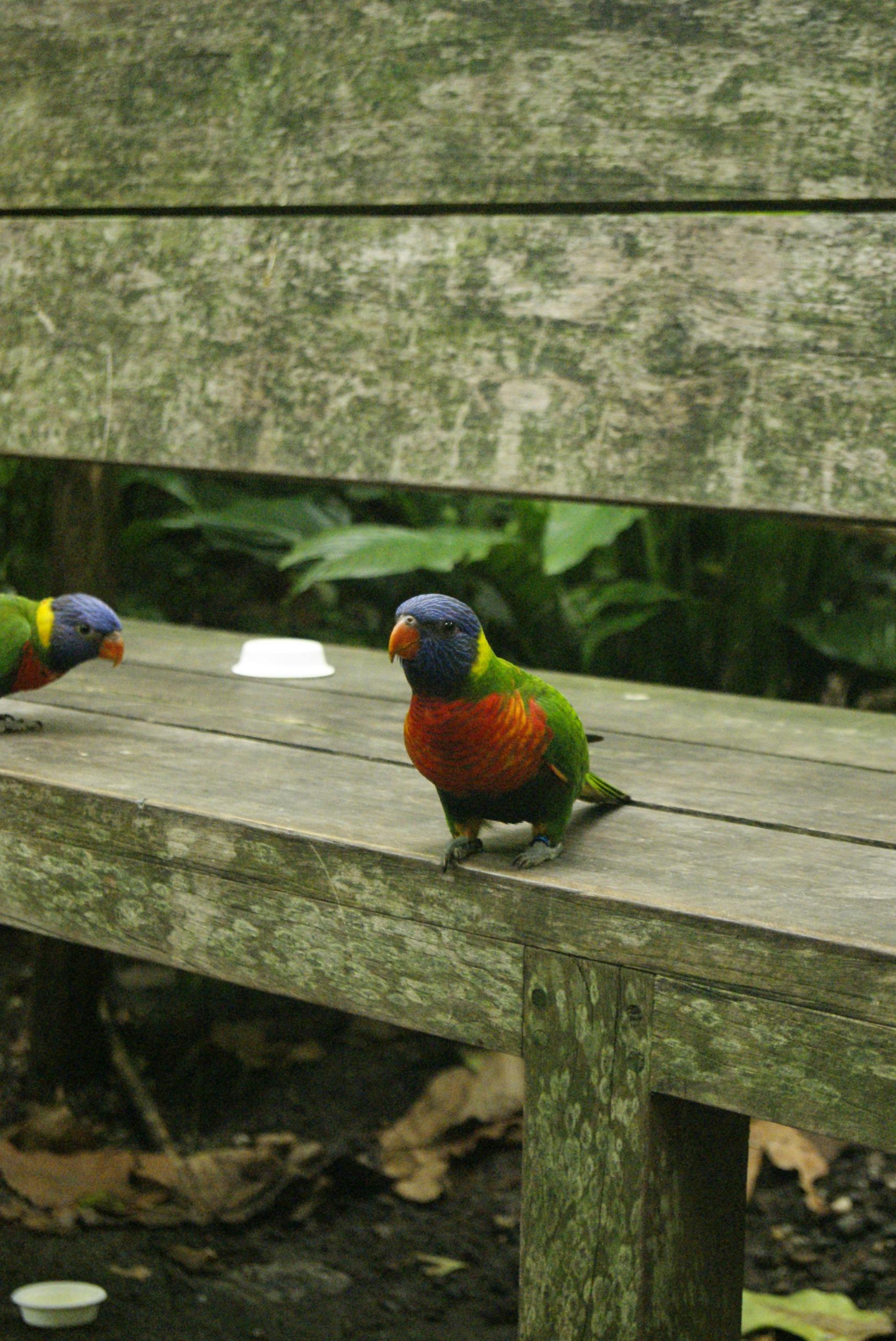 Бесплатная доставка