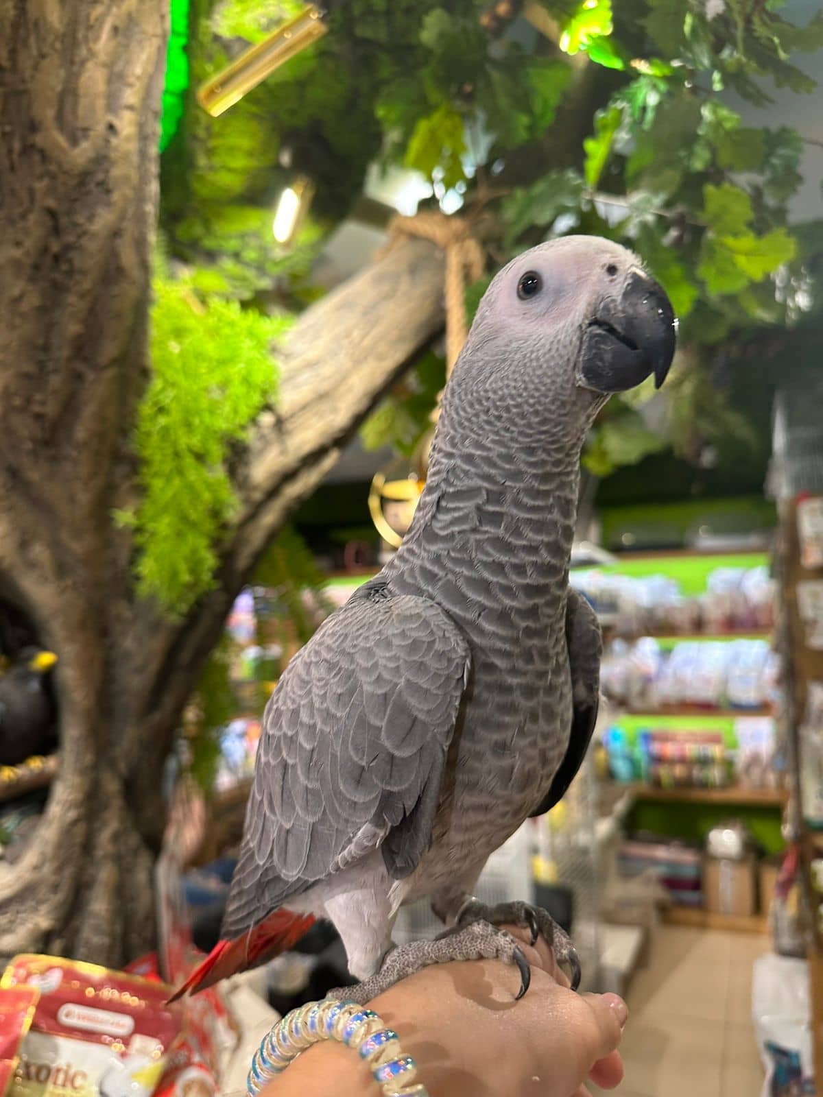 Попугай Жако — питомник Золотой Какаду