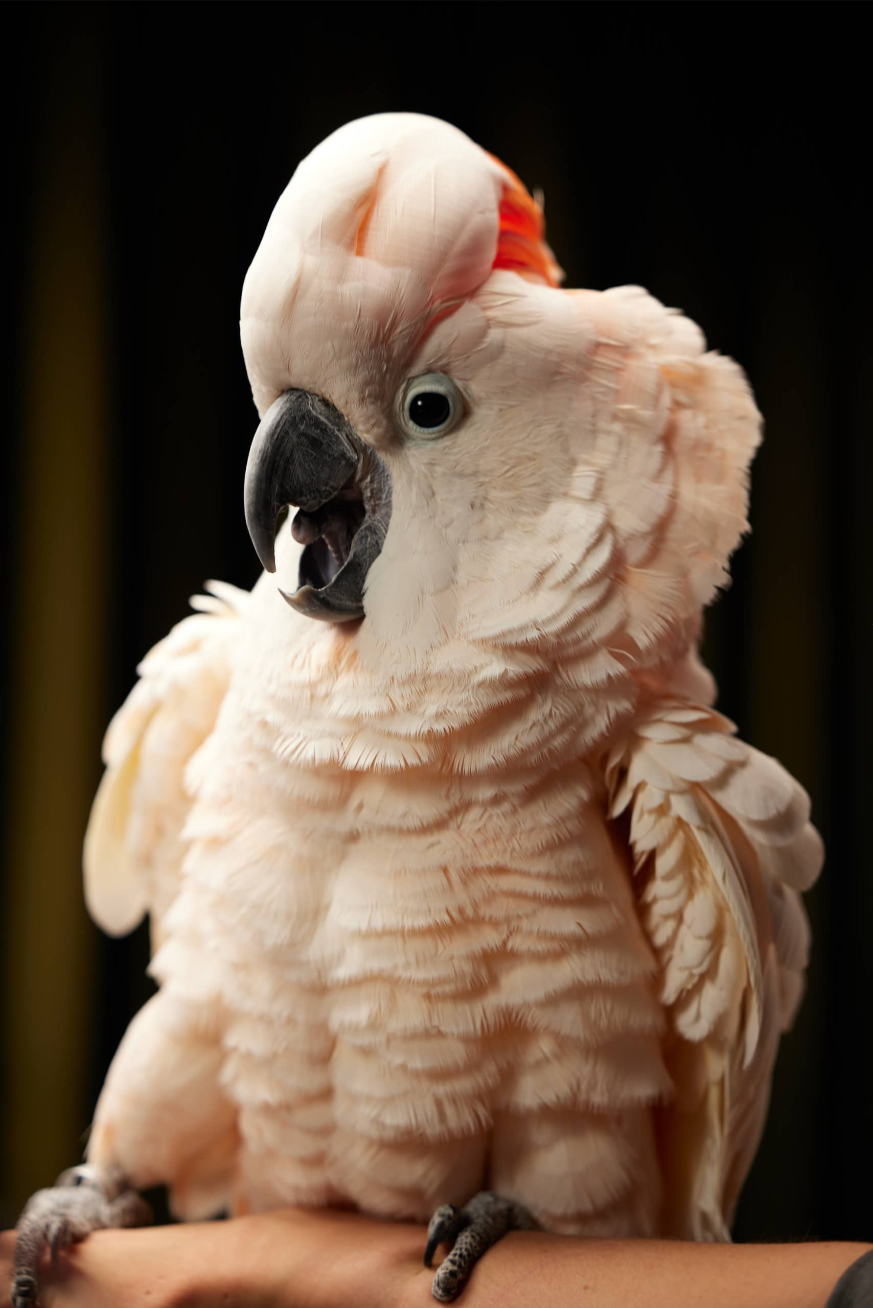 Молуккский какаду (лат. Cacatua moluccensis)