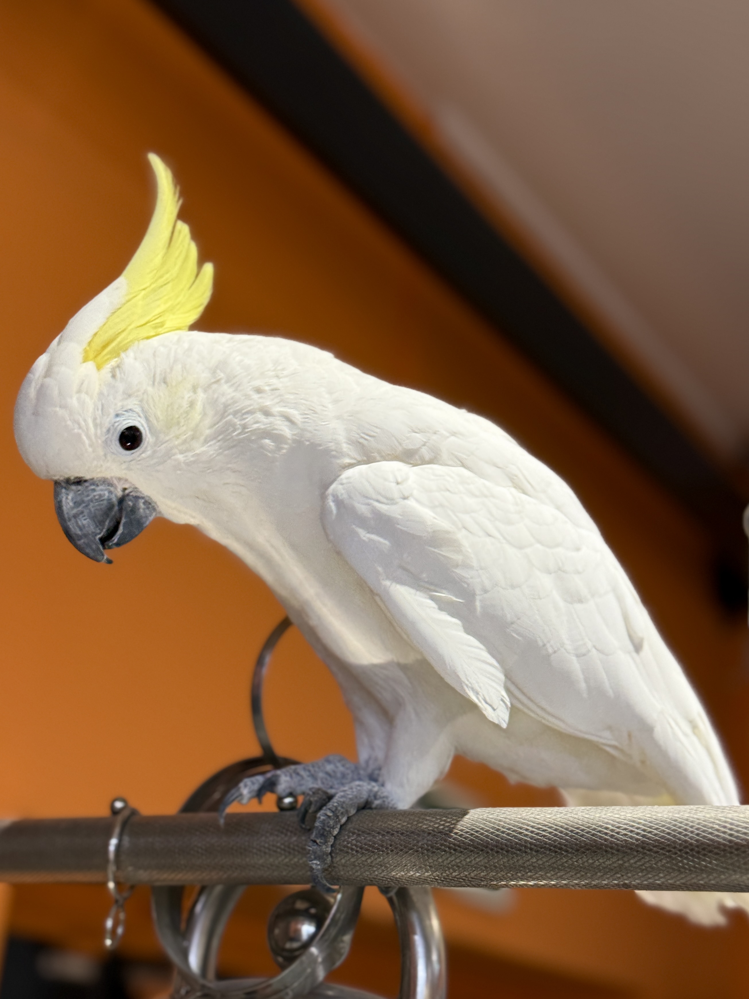 Желтохохлый какаду (Cacatua sulphurea)