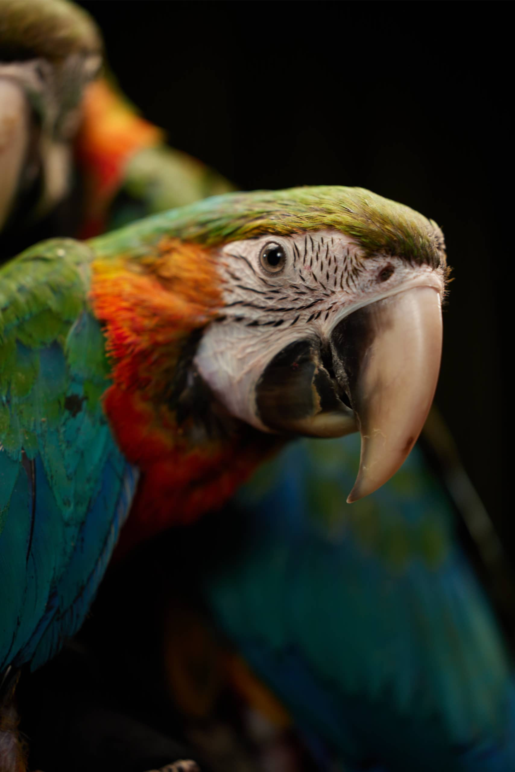 Ара Арлекин (Ara hybridus — Harlequin Macaw)