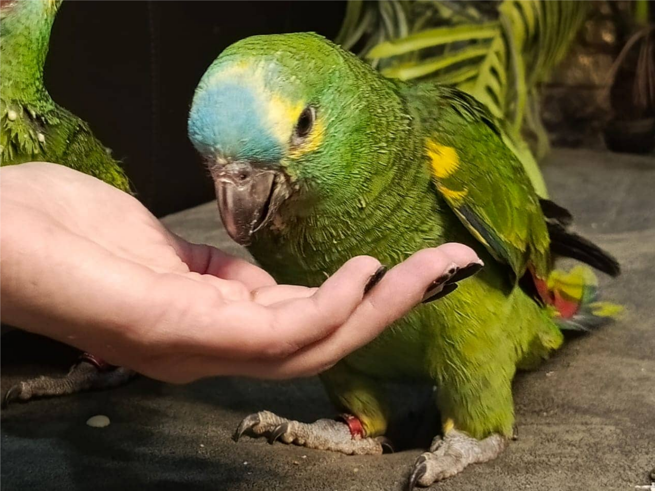 Амазон синелобый (лат. Amazona aestiva)