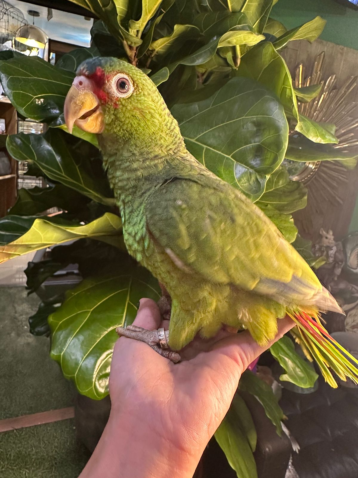Белолобый амазон (лат. Amazona albifrons) 