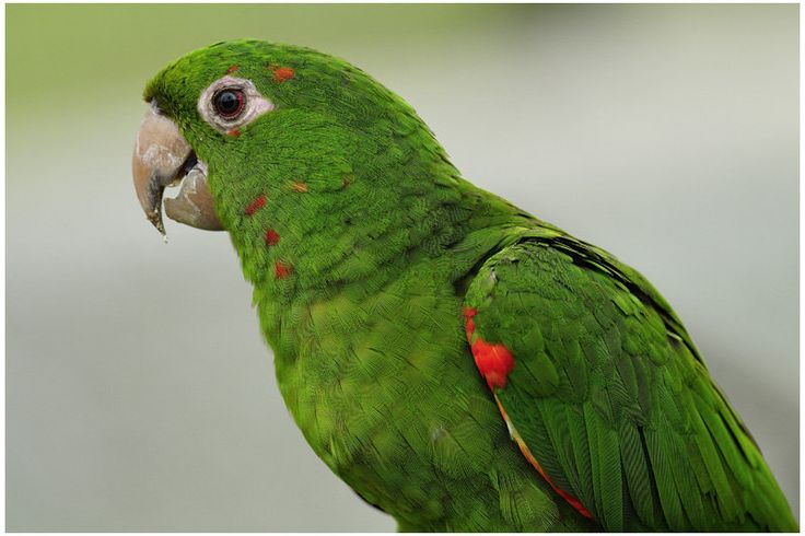 Белоглазая аратинга  (лат. Psittacara leucophthalmus)