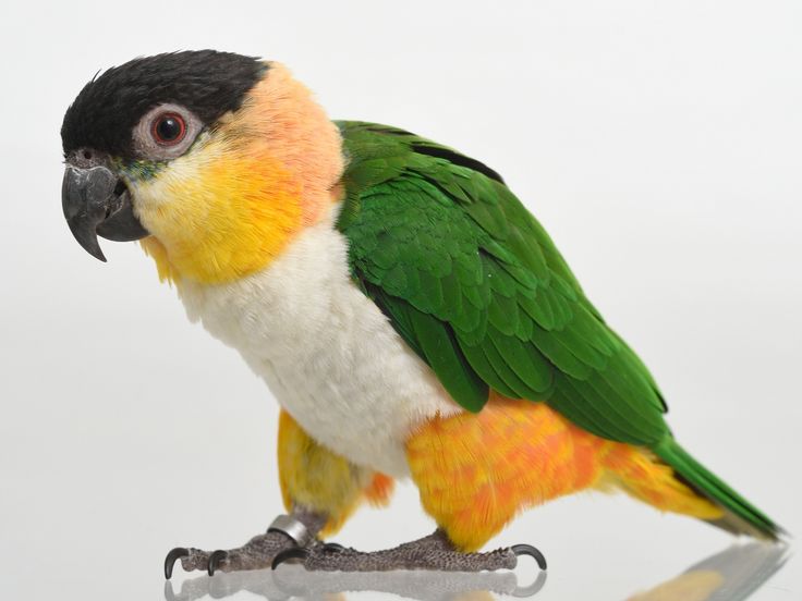 каик