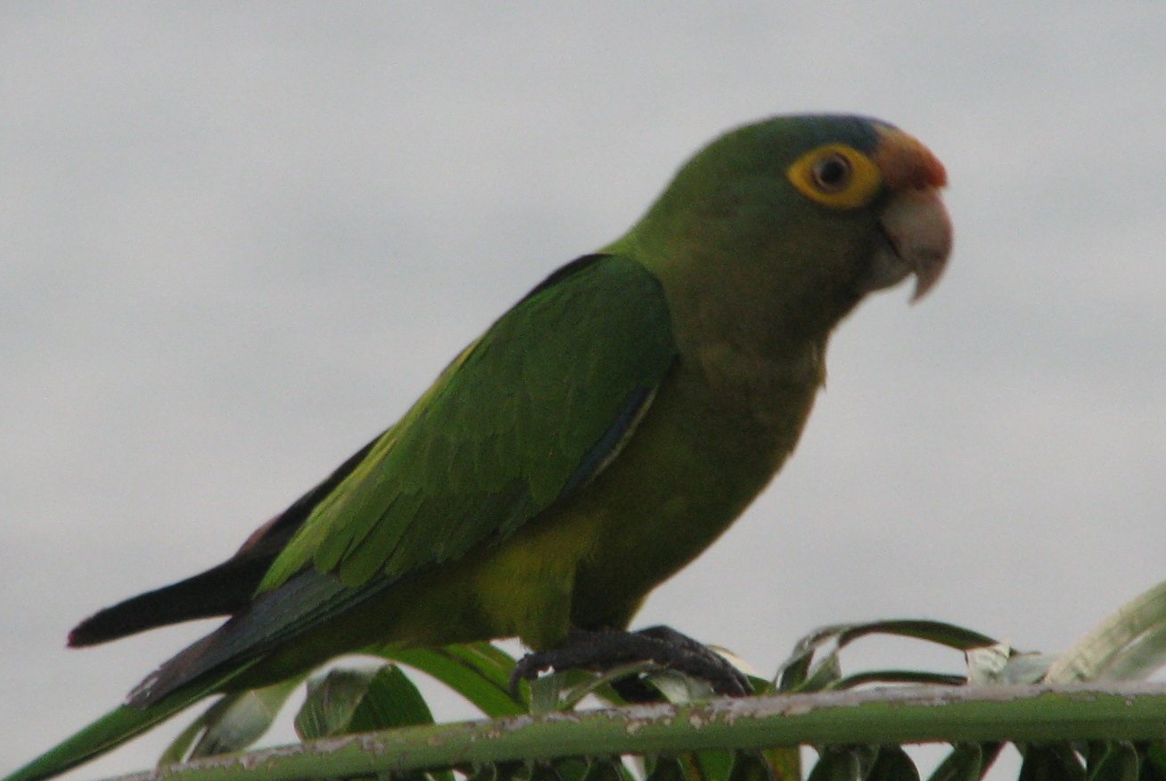 Оранжеволобая аратинга (лат. Eupsittula canicularis) 