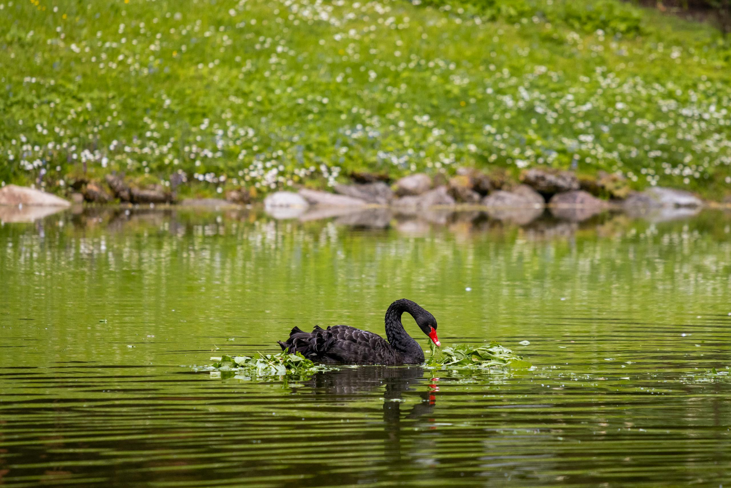 Корма по выгодной цене