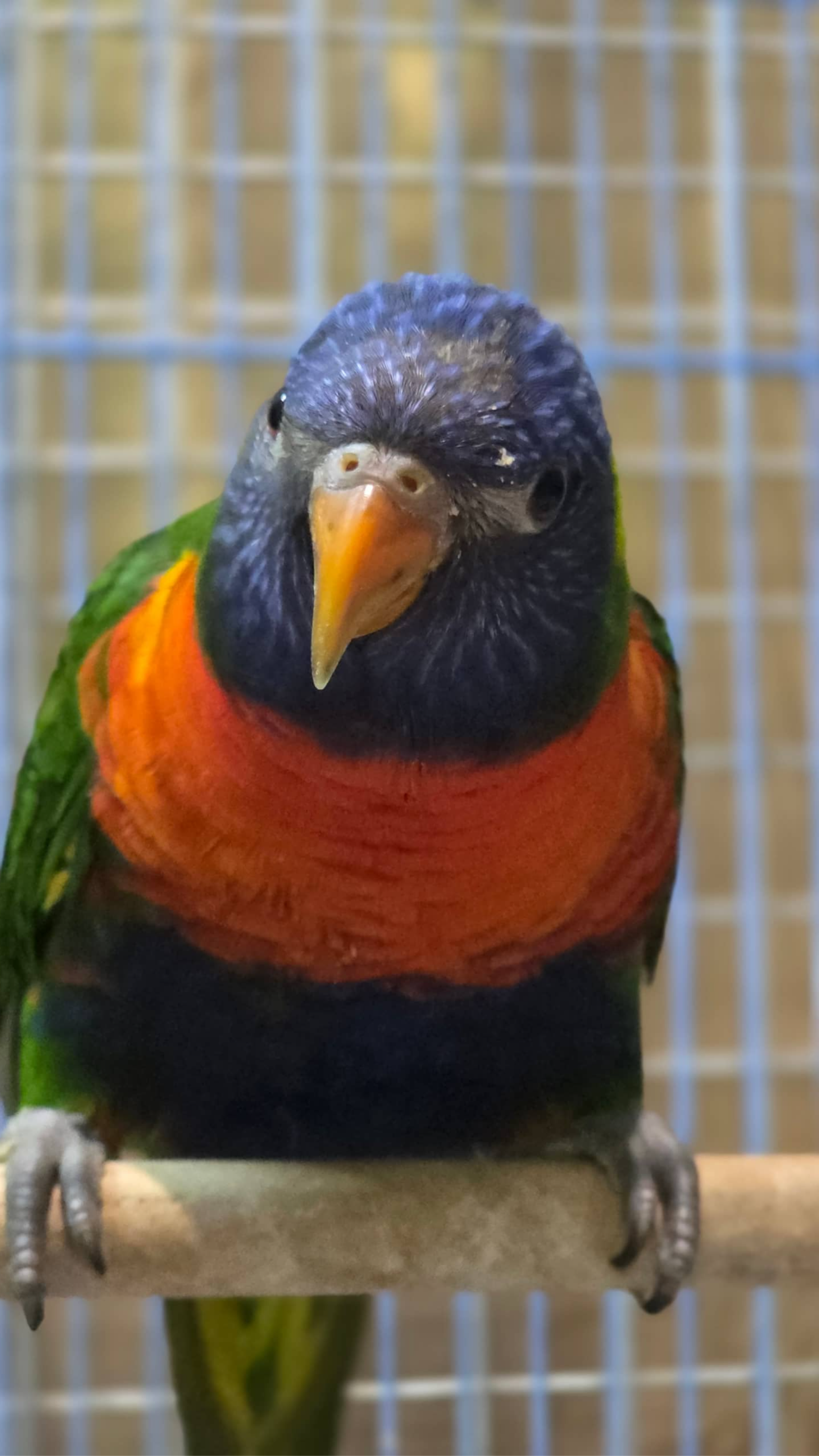 попугай с доставкой в Москву