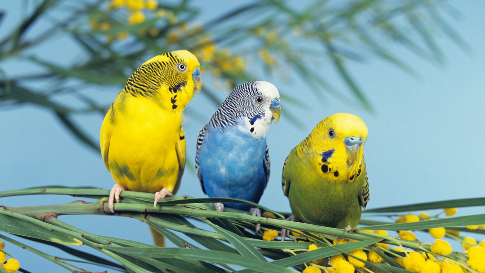 Волнистый попугай