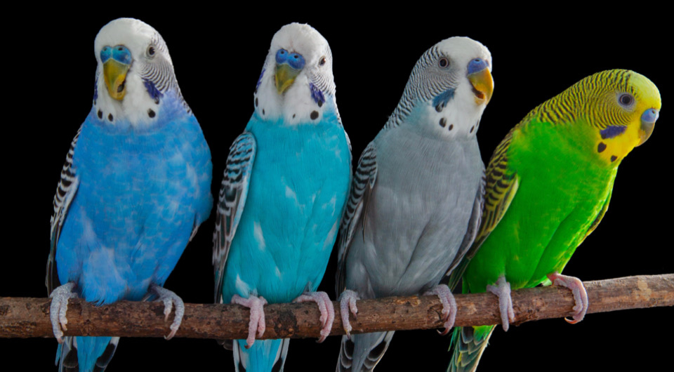 Волнистик попугай