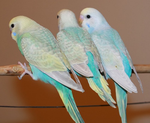 Радужный волнистый попугай (Melopsittacus undulatus)