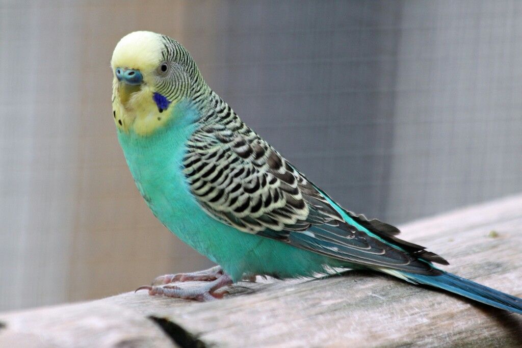 Волнистый попугай