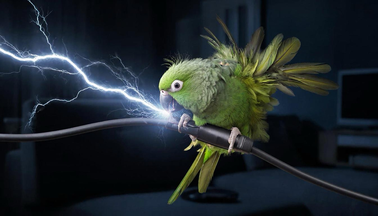 электричество для попугая