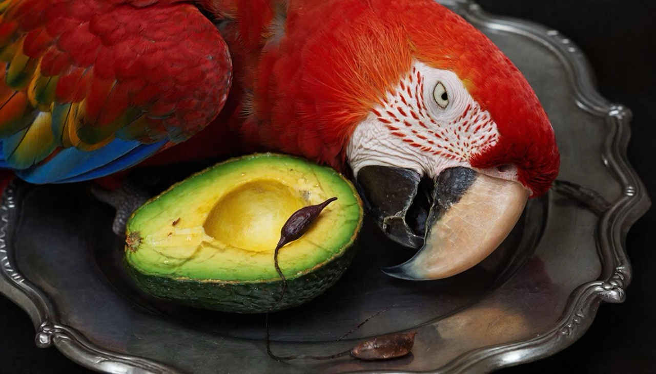 опасность в еде