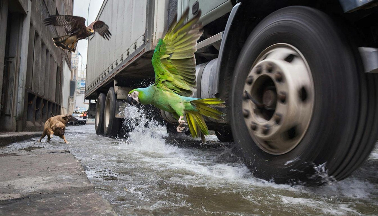 опасно побег попугая