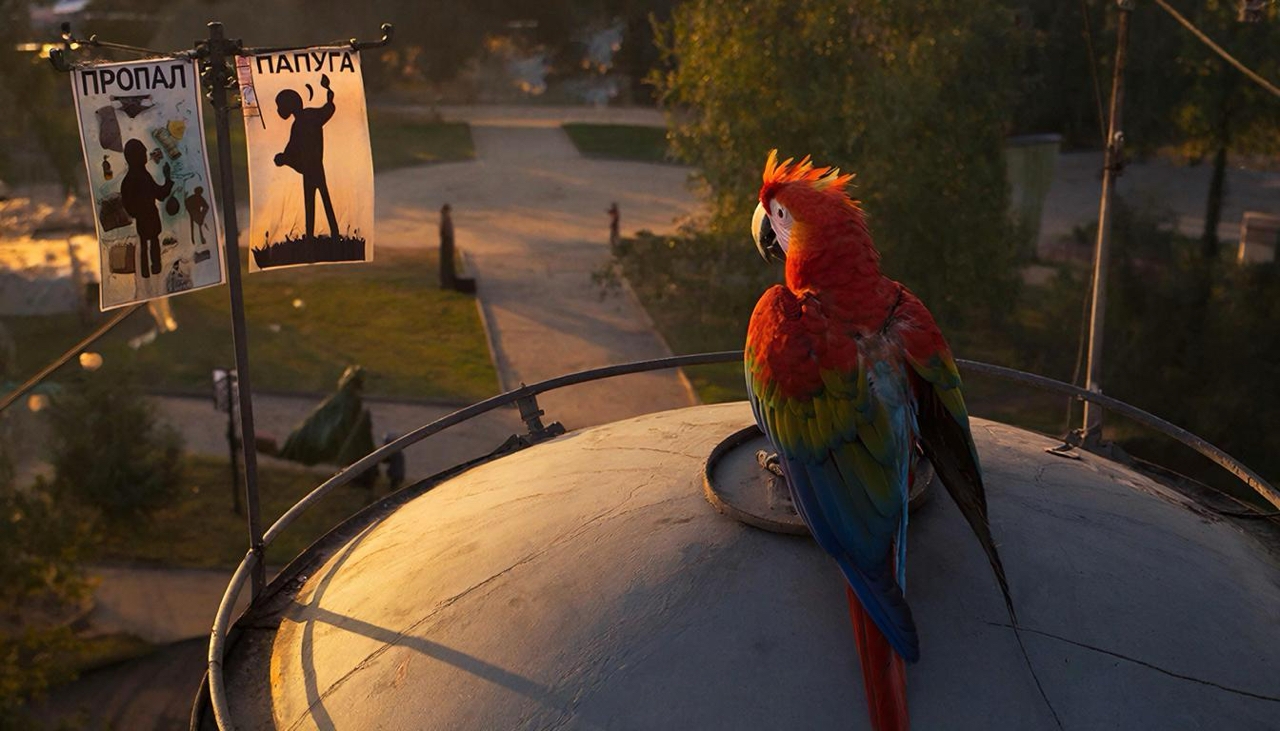 попугай ищет дорогу