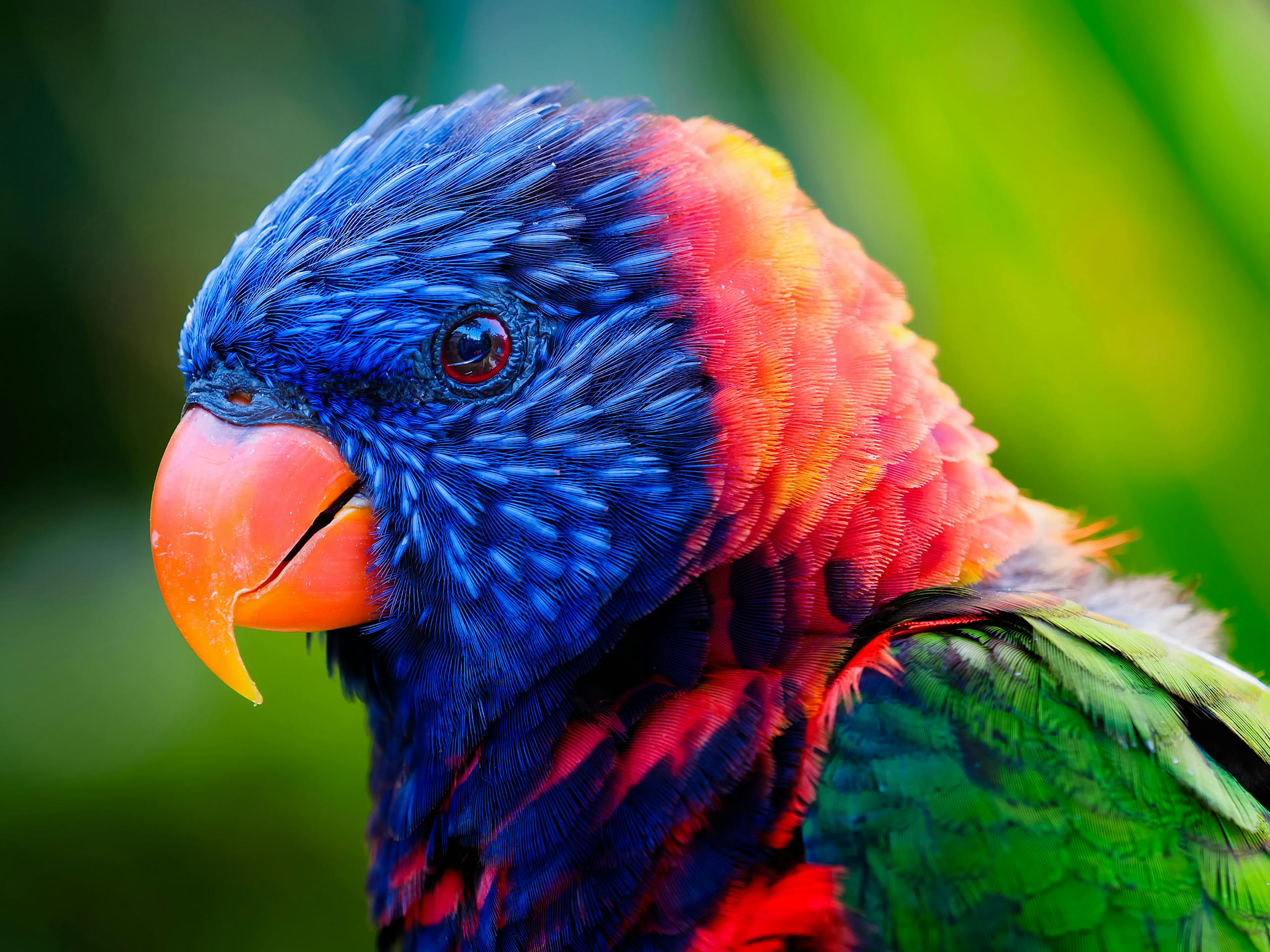 лори попугай