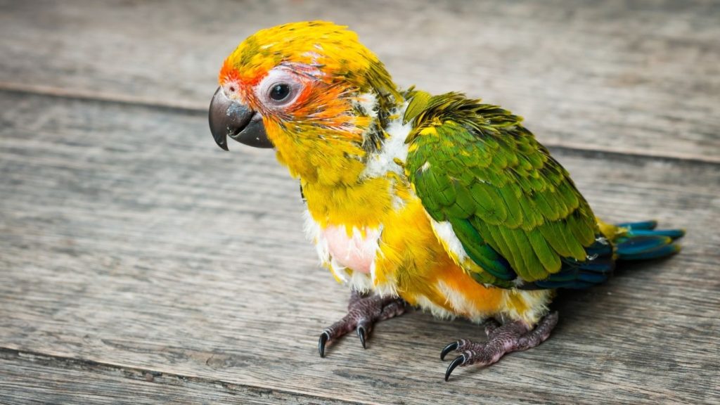 как линяет птица