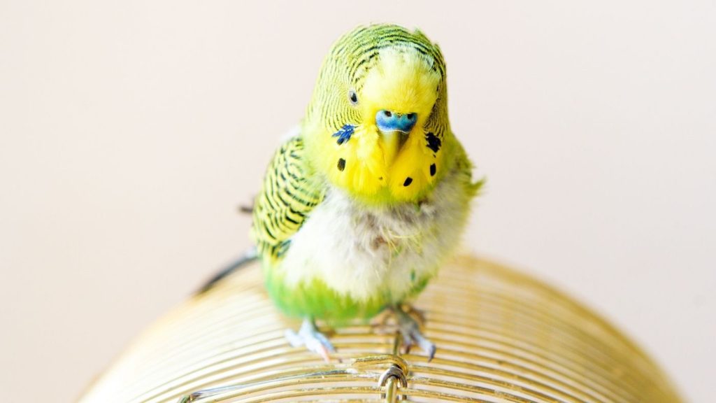 Лампа и свет