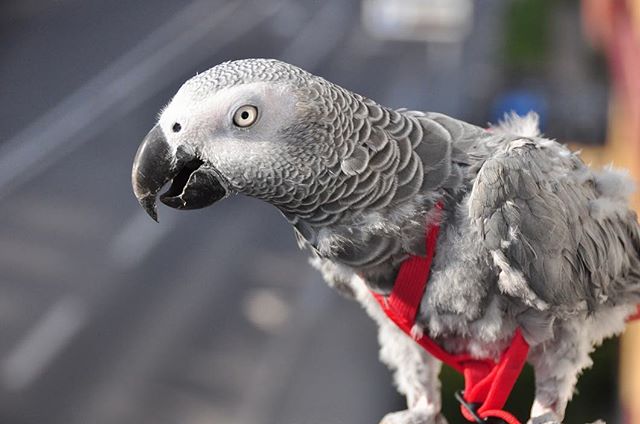 стресс попугая