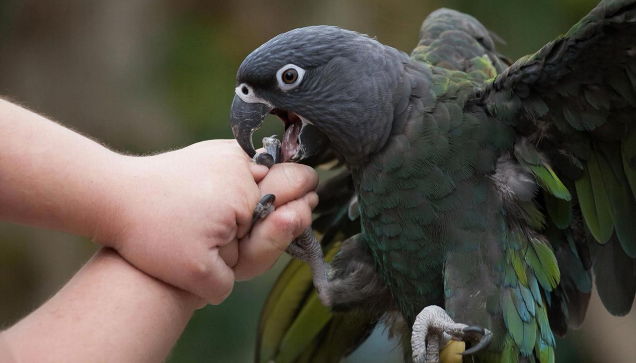 жако самоощип