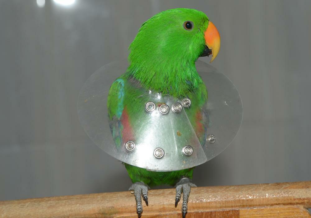 жако самоощип