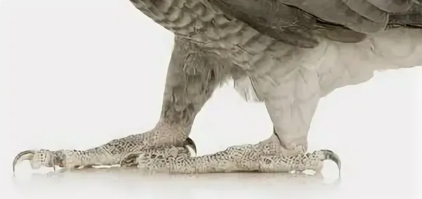 лапы попугая 