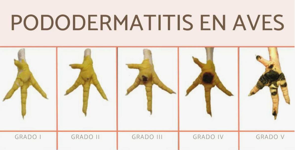 пододерматит