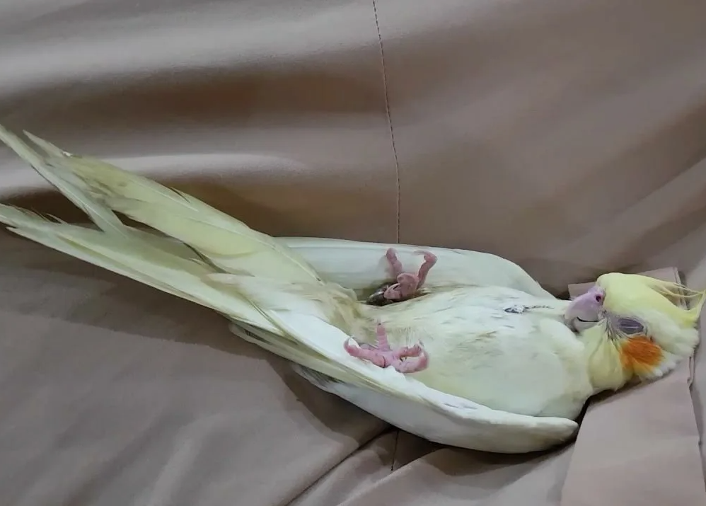 Попугай отдыхает в тишине: приглушенный свет и спокойная поза