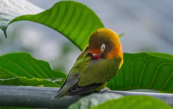 Попугай спит на жердочке с закрытыми глазами