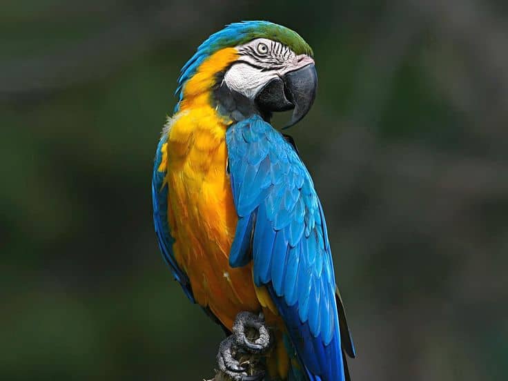 Попугай Ара — питомник Золотой Какаду