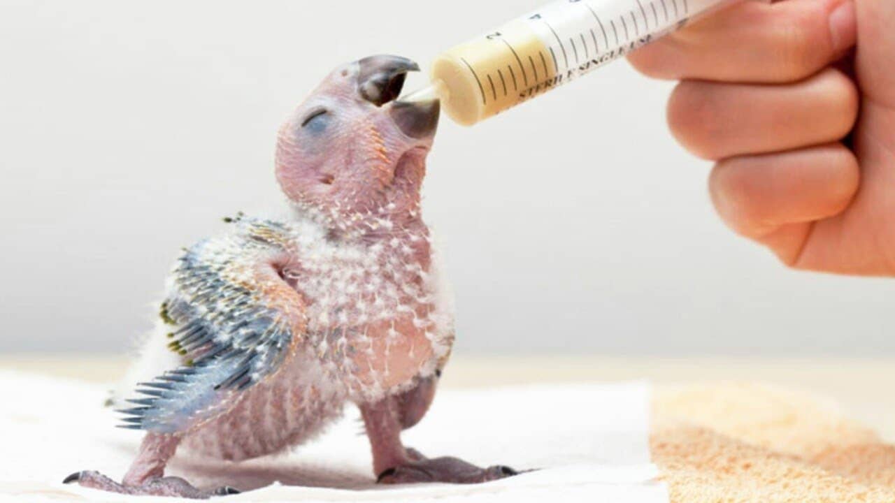 Профессиональное ручное выкармливание птенца попугая