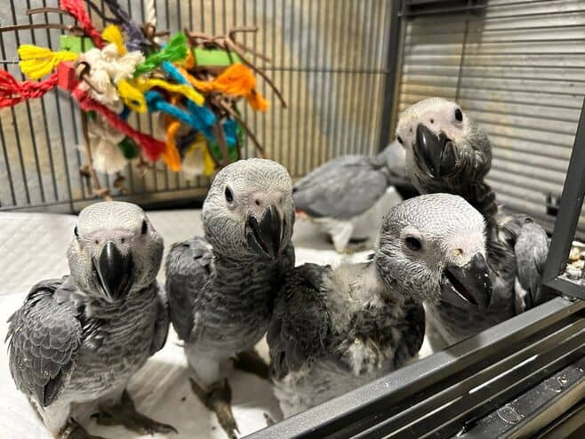 Купить попугая жако — питомник Краснодарский край