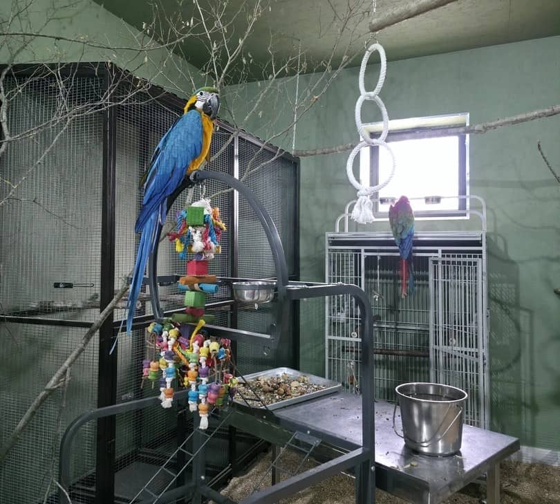 Питомник и приют для попугаев Золотой Какаду в Краснодаре