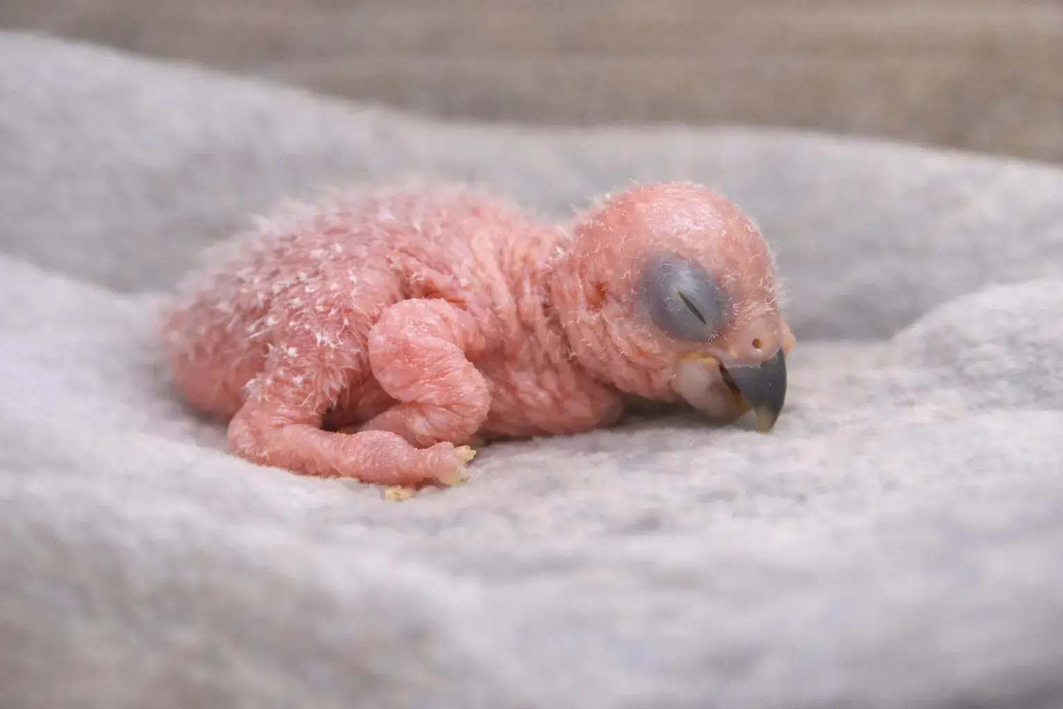 Новорождённый птенец попугая: первые часы жизни