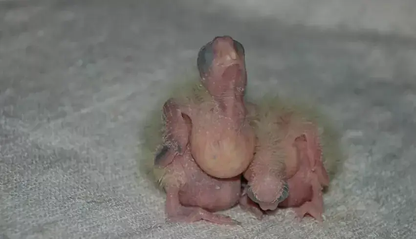 Попугай в спокойной обстановке: область шеи и верхней груди