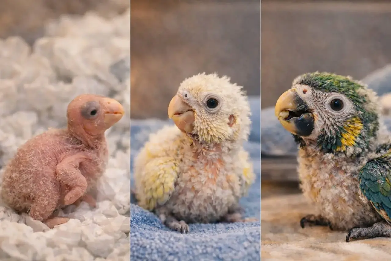 Клетка и зона покоя для выкормыша: спокойное место без стресса