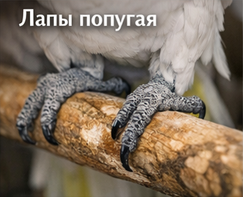 Какаду: возрастная птица — здоровье лап